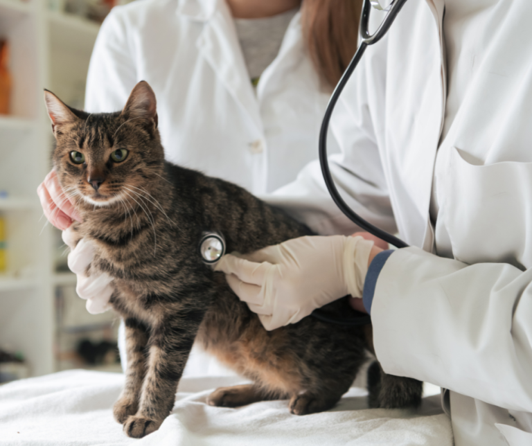 The Power of the Pulse: What Your Pet’s Pulse Can Reveal About Their Heart and Circulation