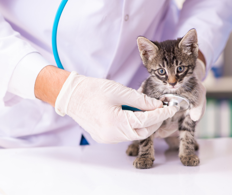 Why Early Cardiac Screenings Can Save Your Pet’s Life