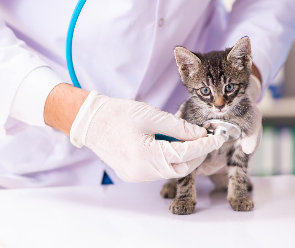 Cat getting a checkup by vet